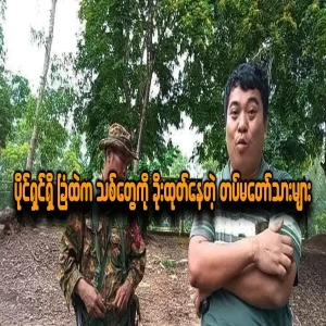 The soldiers are getting the wood from the forest