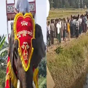 Adjust the pole with the rope, and both the elephant and the elephant are on the same spot