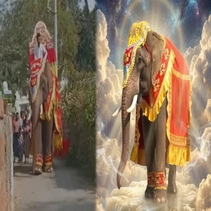 The last journey of the baby elephant in Kyaukse