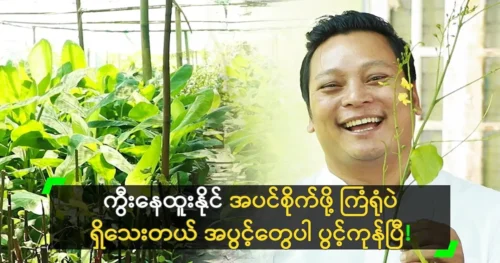 Actor Nay Htoo Naing want to grow the tree